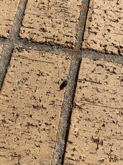 Harmonia axyridis