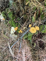 Craterellus ignicolor