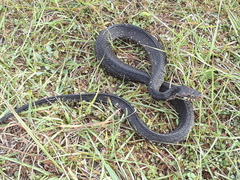 Nerodia fasciata pictiventris