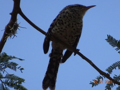 Campylorhynchus nuchalis