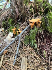 Craterellus ignicolor