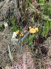Craterellus ignicolor