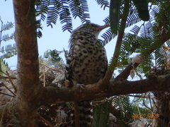 Campylorhynchus nuchalis