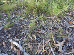 Fimbristylis dichotoma dichotoma