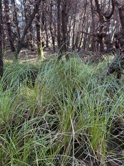 Carex barbarae