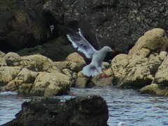 Leucophaeus scoresbii