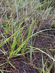 Carex barbarae