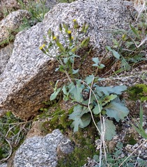 Senecio mohavensis