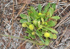 Polygala nana