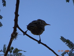 Campylorhynchus nuchalis