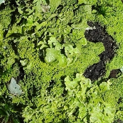 Physconia perisidiosa