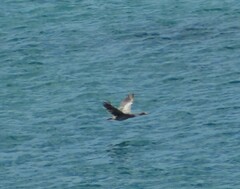 Poikilocarbo gaimardi