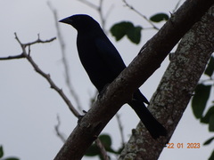 Molothrus bonariensis