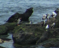 Poikilocarbo gaimardi