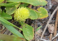 Polygala nana