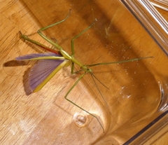 Didymuria violescens