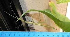 Didymuria violescens
