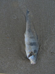 Sciaenidae