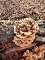 Cerrena zonata