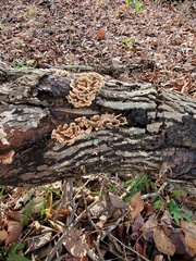 Cerrena zonata