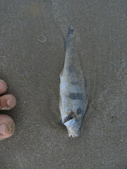 Sciaenidae