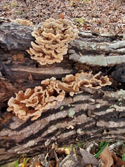 Cerrena zonata