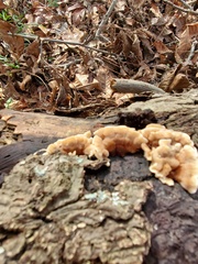 Cerrena zonata