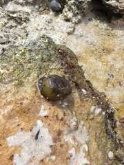 Isanemonia australis