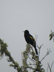 Cacicus chrysonotus