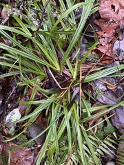 Carex hendersonii