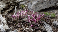 Pedicularis centranthera