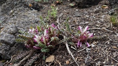 Pedicularis centranthera