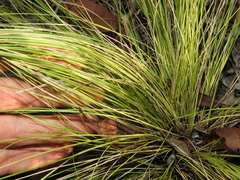 Aristida warburgii