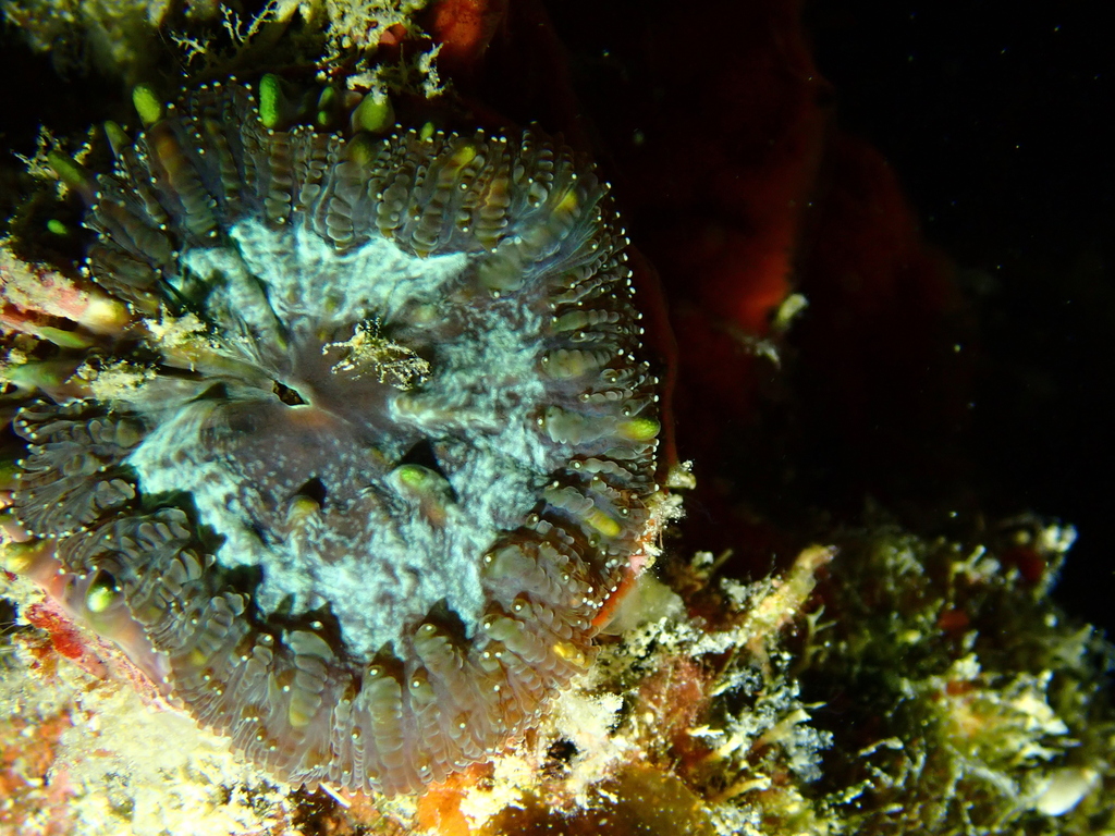 Blastomussa vivida