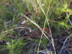Aristida warburgii