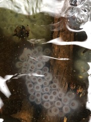 Ambystoma jeffersonianum