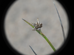 Juncus prismatocarpus