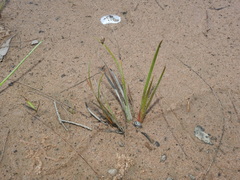 Juncus prismatocarpus