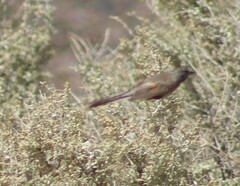 Leptasthenura aegithaloides