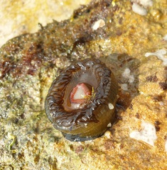 Isanemonia australis