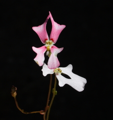 Stylidium androsaceum