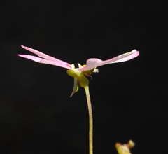 Stylidium androsaceum