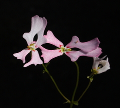 Stylidium androsaceum