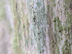 Chaenotheca laevigata