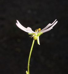 Stylidium androsaceum