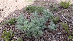 Astragalus drummondii