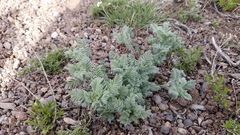 Astragalus drummondii