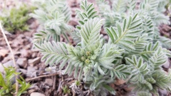 Astragalus drummondii