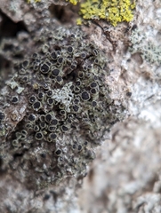 Rinodina