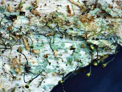 Chaenotheca laevigata